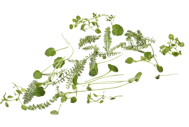 Salade cueillie sauvage 125g pièce